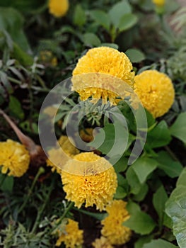 Merigold Plants photo